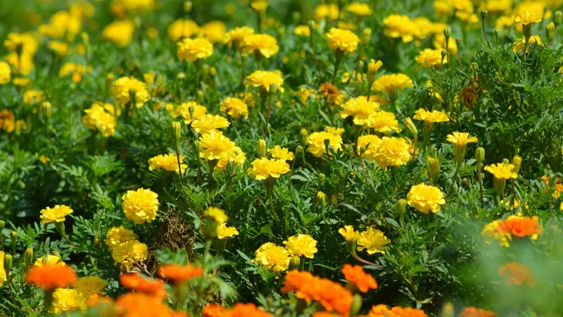 Field of yellow marigold flowers with orange marigolds in background