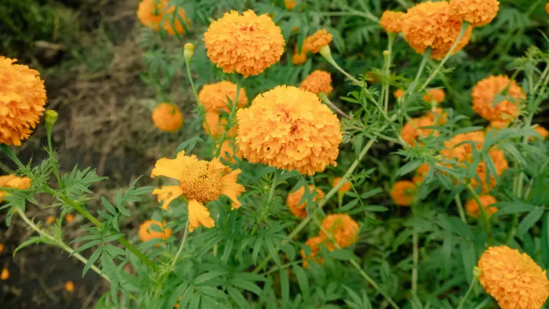 Orange marigold flowers and buds on a leafy plant