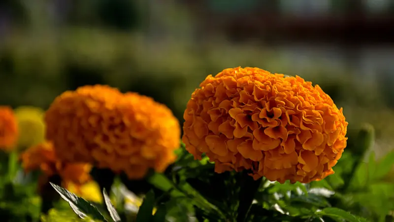 Close-up of orange marigold flowers lit by warm sunset light