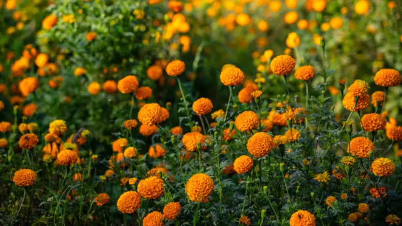 Field of orange marigold flowers blooming at sunset