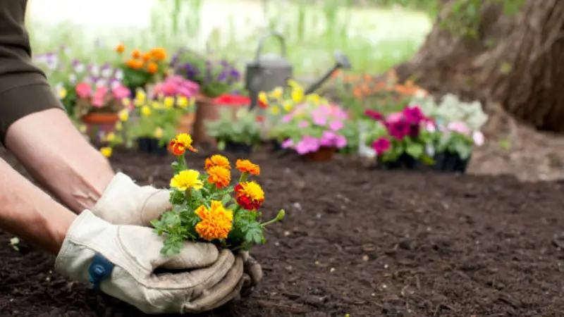 Hands in gardening gloves planting a marigold seedling in the soil