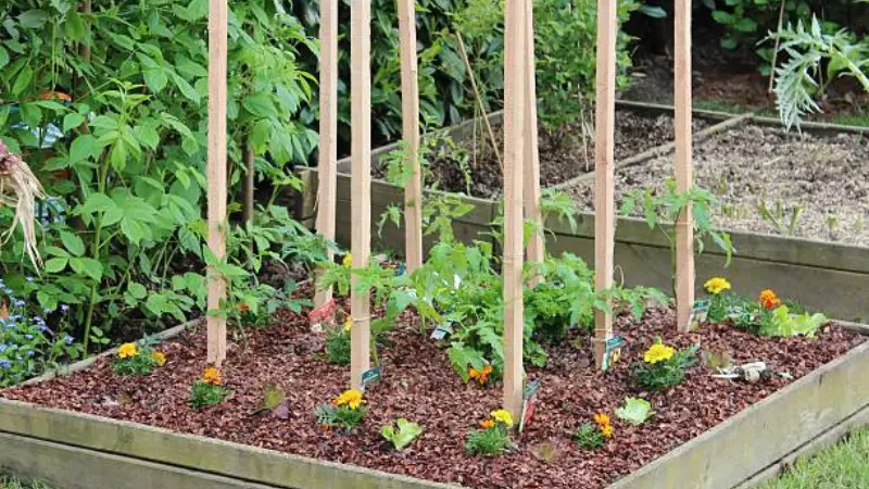 Yellow and orange marigold flowers planted around a vegetable garden with wooden stakes