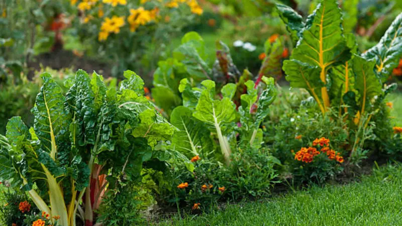 Orange marigold flowers planted next to chard and leafy greens