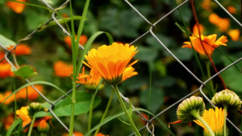 Orange marigold flowers blooming through a wire chain-link fence