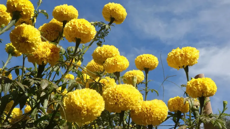 Cluster of fluffy yellow marigold flowers against a clear blue sky