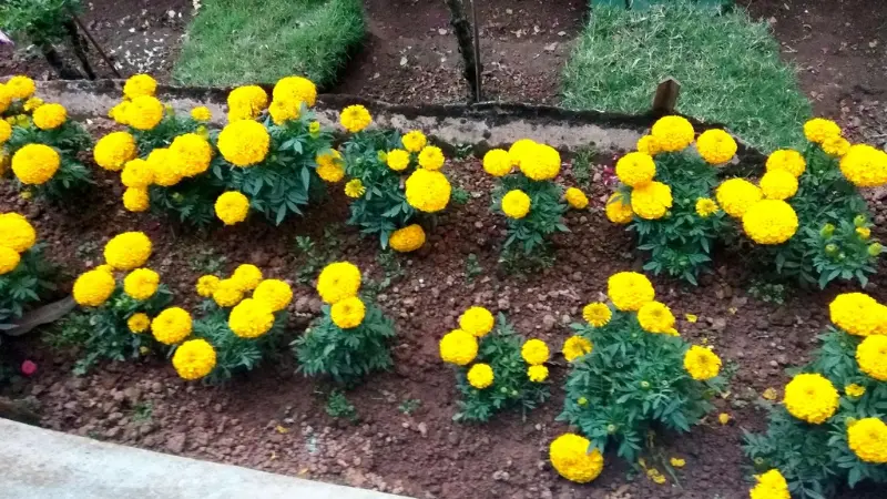 Rows of yellow marigold flowers planted in a garden bed border