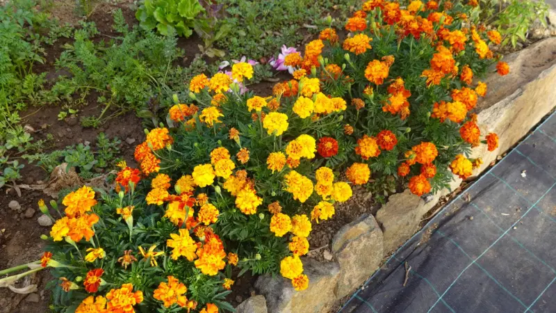 Orange and yellow marigold flowers planted along a stone garden border