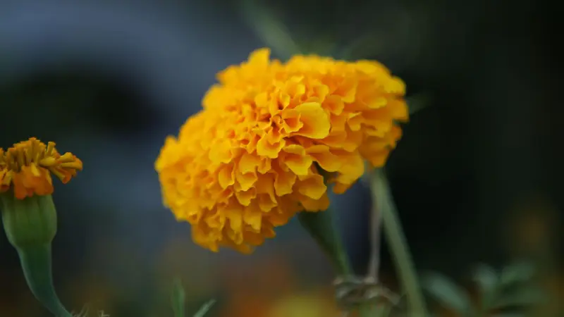 Close-up of a fully bloomed orange marigold flower with ruffled petals