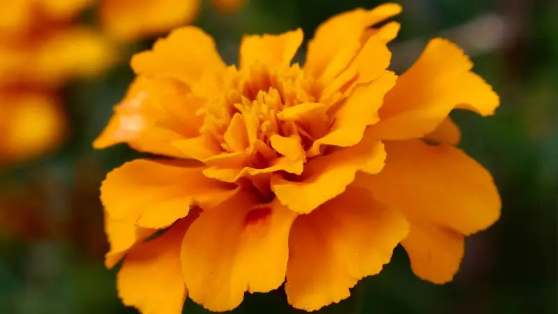 Detailed close-up of orange marigold flower petals and center