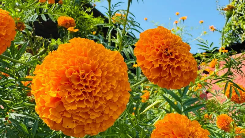 Two large orange marigold flowers in full bloom under sunlight
