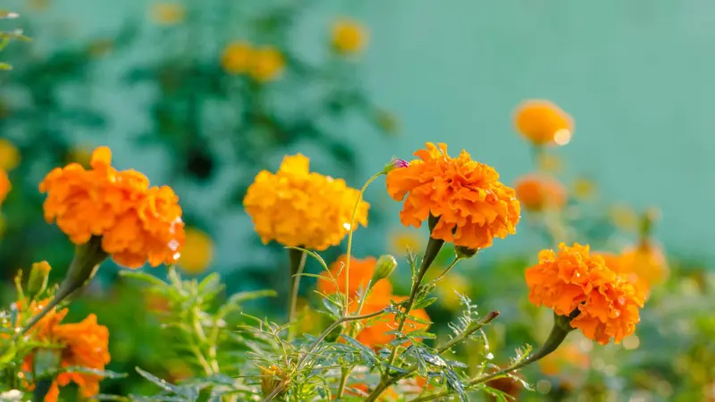 Orange marigold flowers with water droplets in a garden