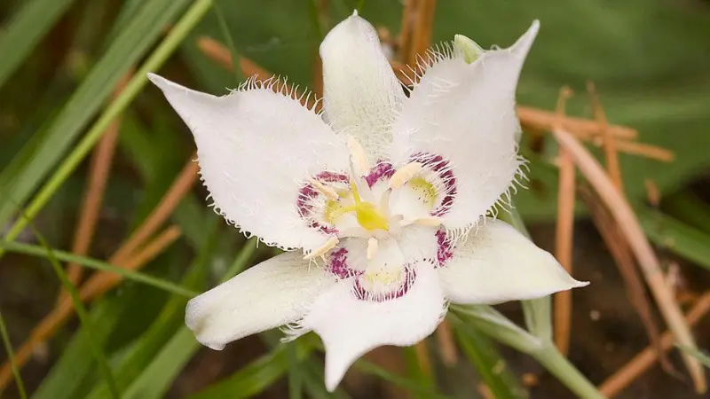 Close-up of a white Mariposa Lily flower with fringed, hairy petal markings.