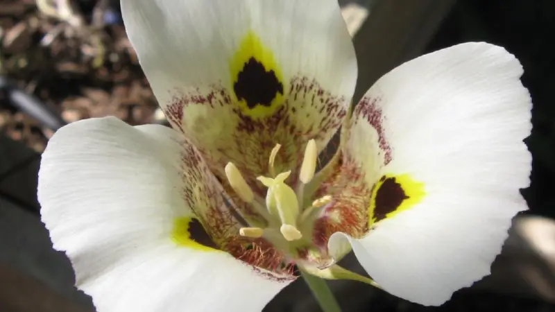 Close-up of white Mariposa Lily flower with yellow and black petal markings.