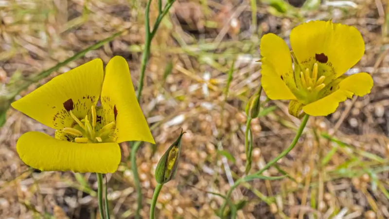 Close-up of a pink Mariposa Lily flower with reddish speckled markings.