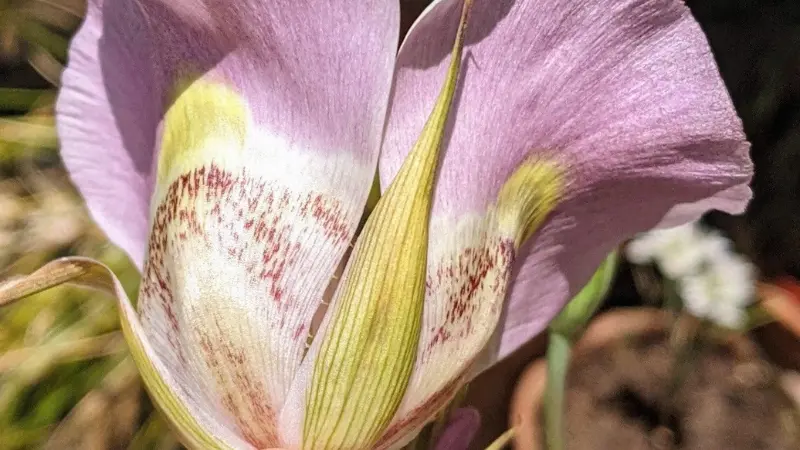 Two yellow Mariposa Lily flowers blooming among dry grass.