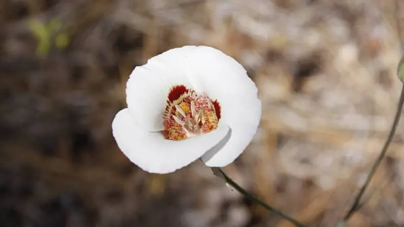 White Mariposa Lily flower with red and gold patterned centre.