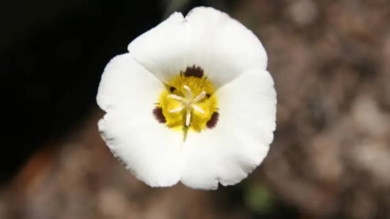 White Mariposa Lily flower with yellow centre and dark spots.