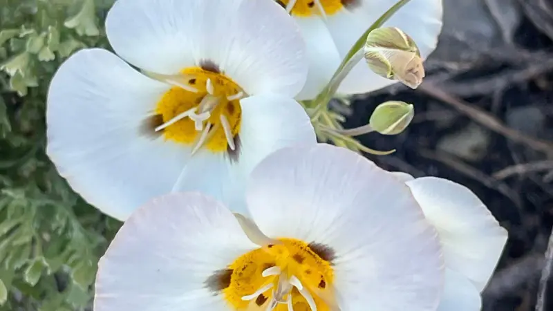 Group of white Mariposa Lily flowers with yellow centres and buds.