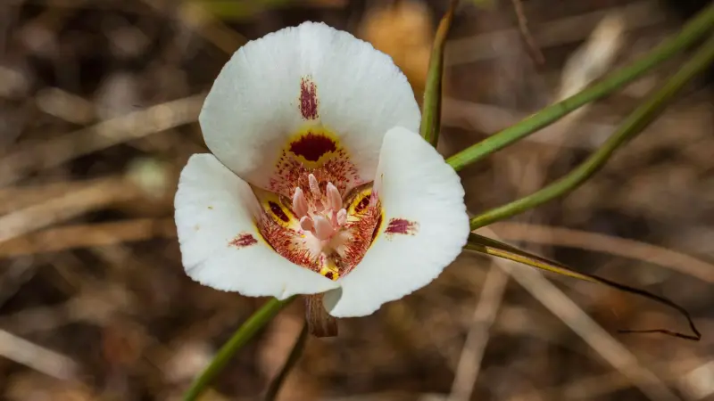 White Mariposa Lily flower with maroon and yellow centre markings.