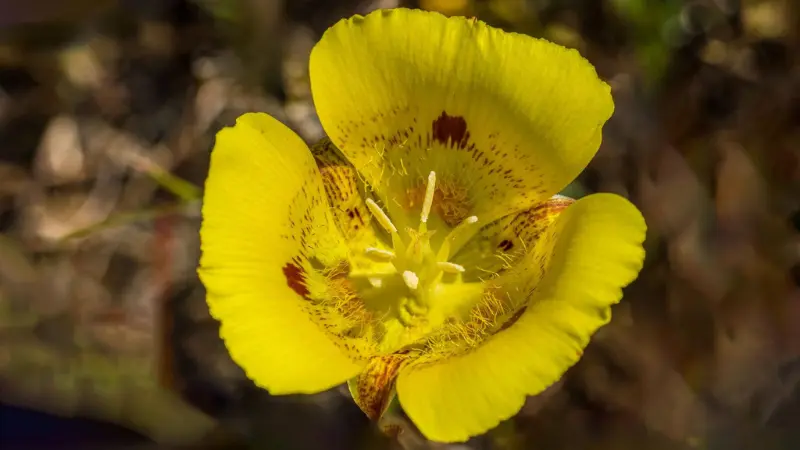 Yellow Mariposa Lily flower with reddish-brown spotted petals.