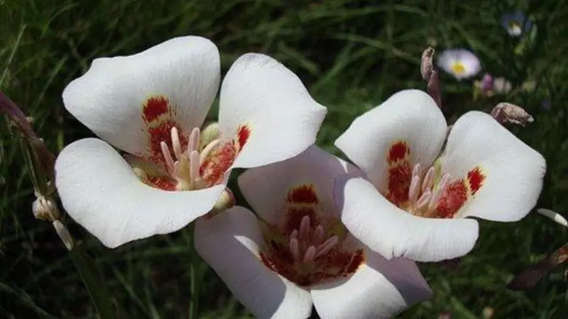 Group of white Mariposa Lily flowers with reddish-orange centres.