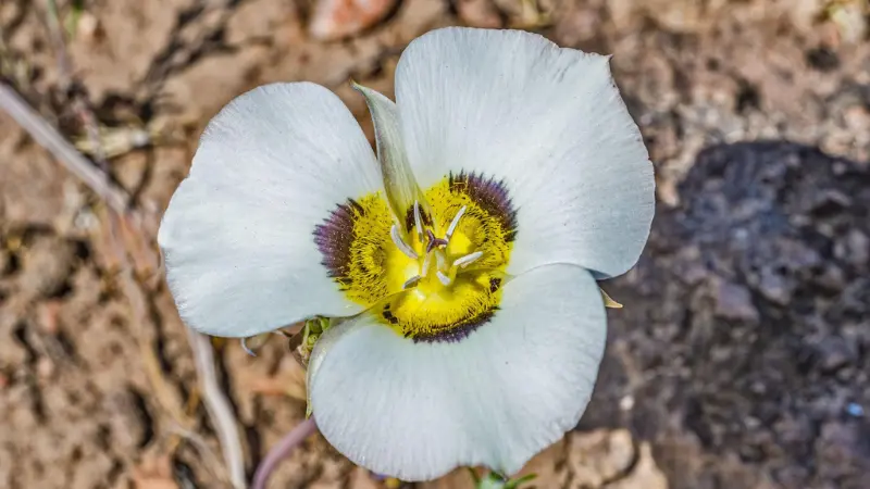 White Mariposa Lily flower with yellow centre and purple fringe.