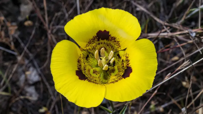 Yellow Mariposa Lily flower with dark maroon spotted centre.