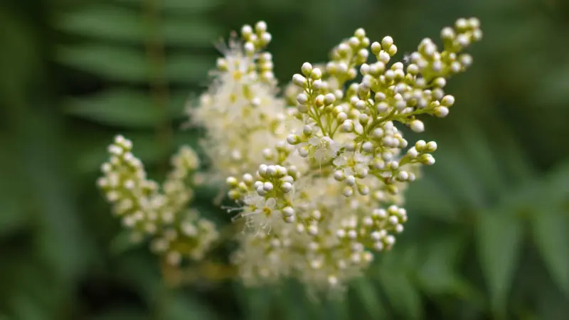 Close-up of creamy white Meadowsweet flower buds on a green stem.