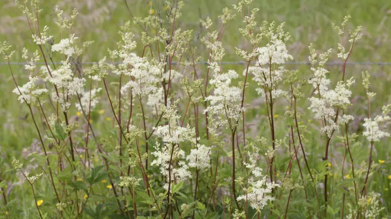 Tall Meadowsweet Flowers blooming in a grassy field.