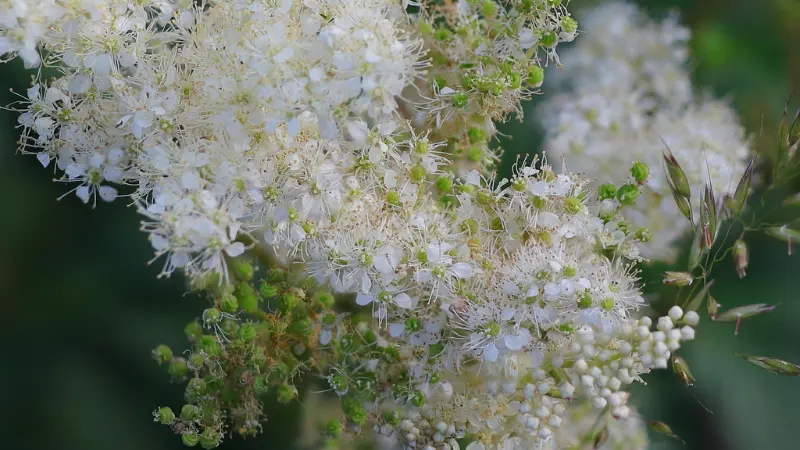 Meadowsweet flower cluster with white blooms and green seed pods