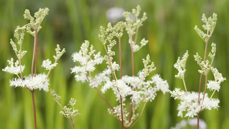Multiple meadowsweet flower stems with creamy white blooms