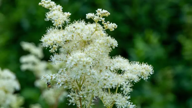 Full bloom of creamy white meadowsweet flowers with a visiting insect