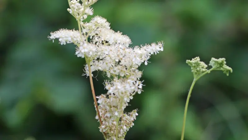 Meadowsweet flower cluster with browning petals on a stem