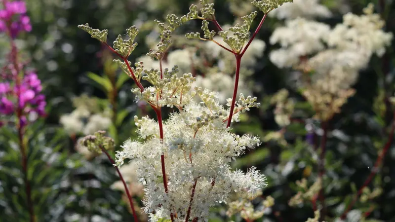 Meadowsweet flowers with feathery white blooms and red stems.