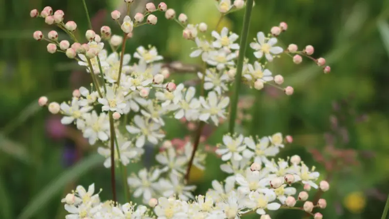 Small white Meadowsweet flowers with pink-tinged unopened buds.