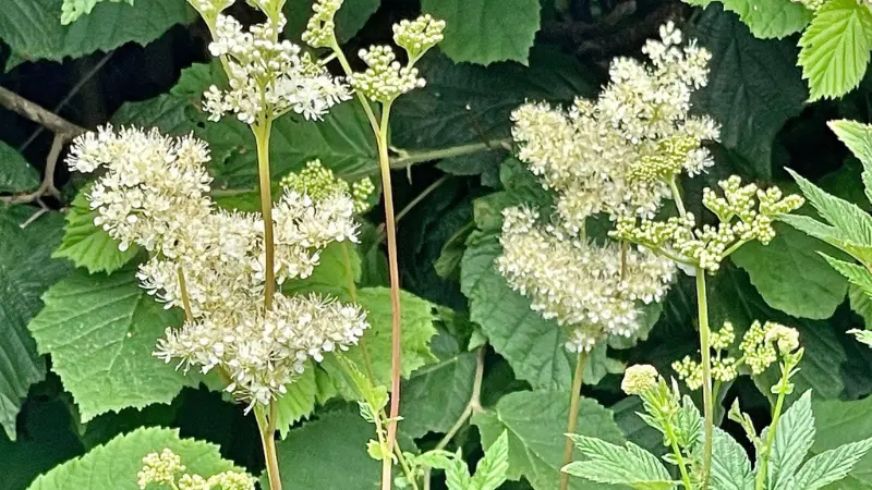 Meadowsweet flower heads surrounded by large green leaves.