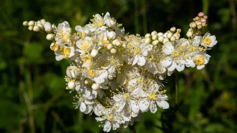White Meadowsweet flowers with yellow centres in sunlight.