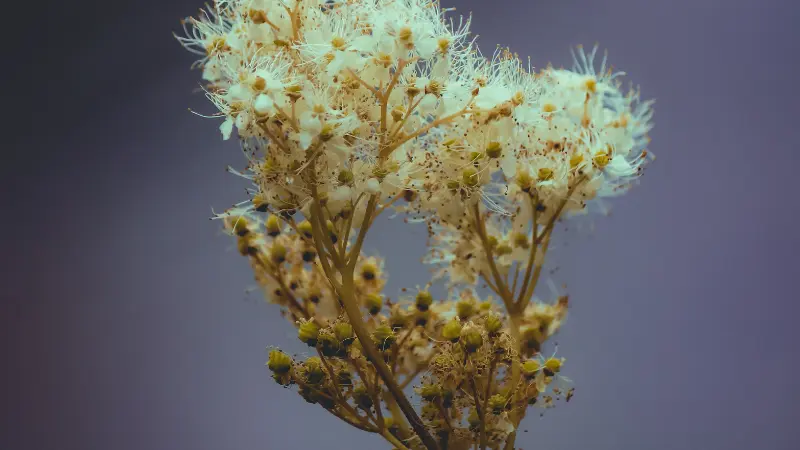 Dried pale Meadowsweet flower cluster against a muted background.