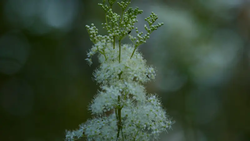 Tall Meadowsweet flower cluster with green buds at the top.