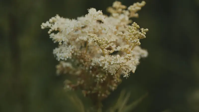 Fluffy cream-coloured Meadowsweet flower cluster close-up.