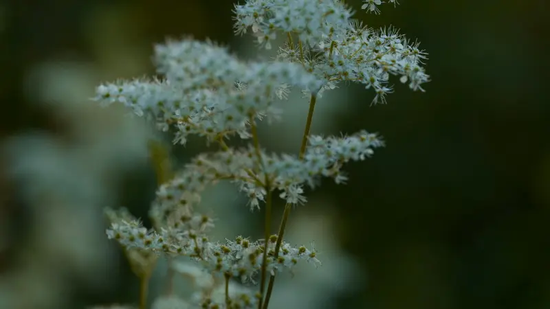 Small white star-shaped Meadowsweet flowers on slender stems.