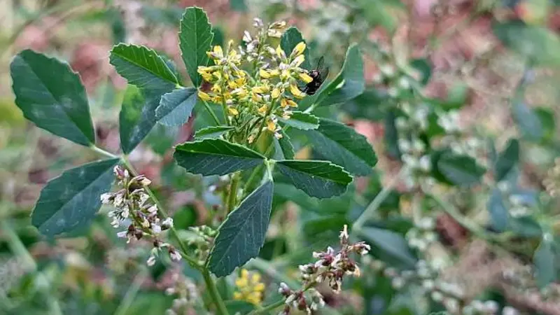 Yellow Melilot flowers with a bee on green trifoliate leaves.