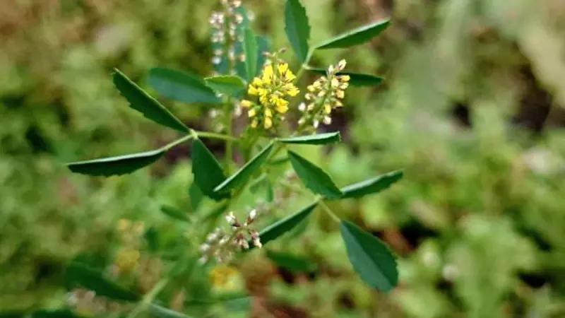 Bright yellow Melilot flower cluster with unopened buds.