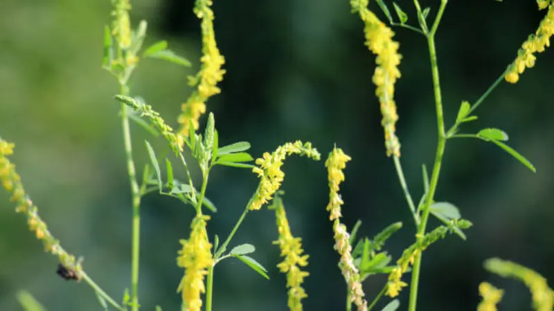 Multiple yellow Melilot flower spikes against a green backdrop