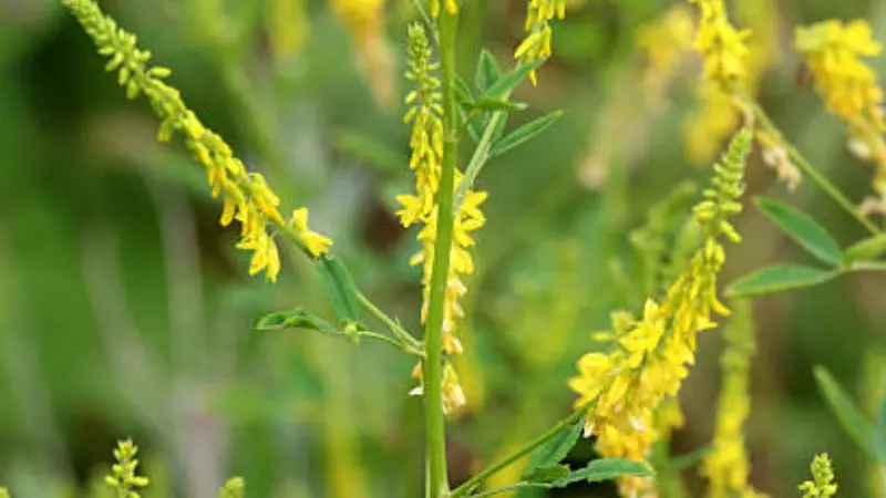 Yellow melilot flower spikes in a sunny field