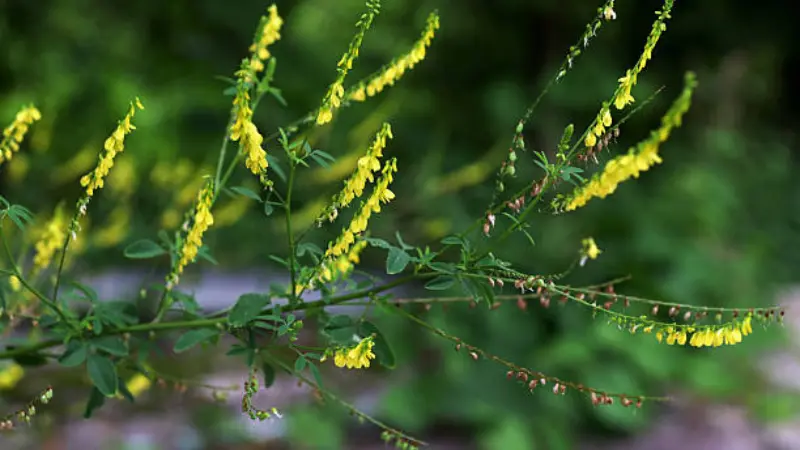 Melilot flowers with yellow blooms spikes on multiple branches