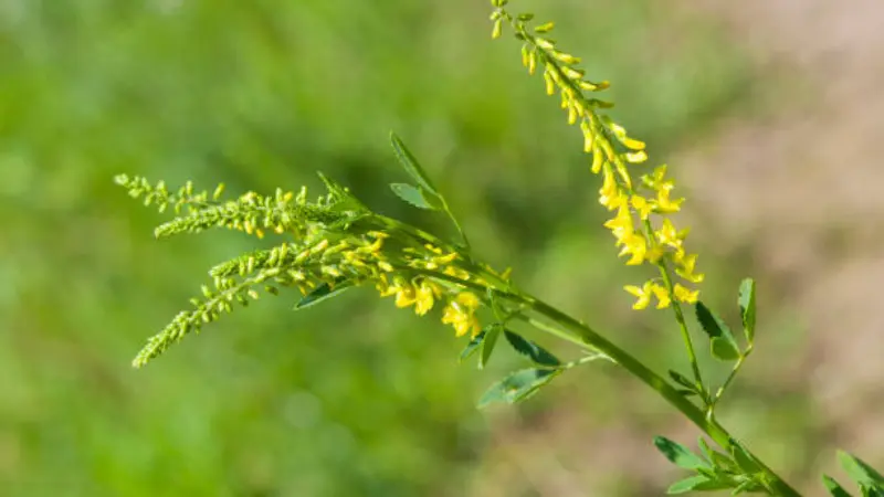 Close-up of a yellow melilot flower spike on a green stem
