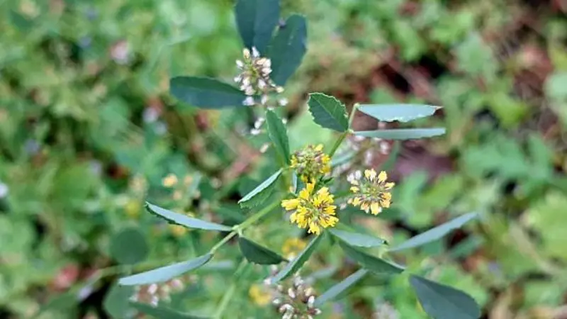 Small yellow Melilot flowers blooming on a leafy green stem.