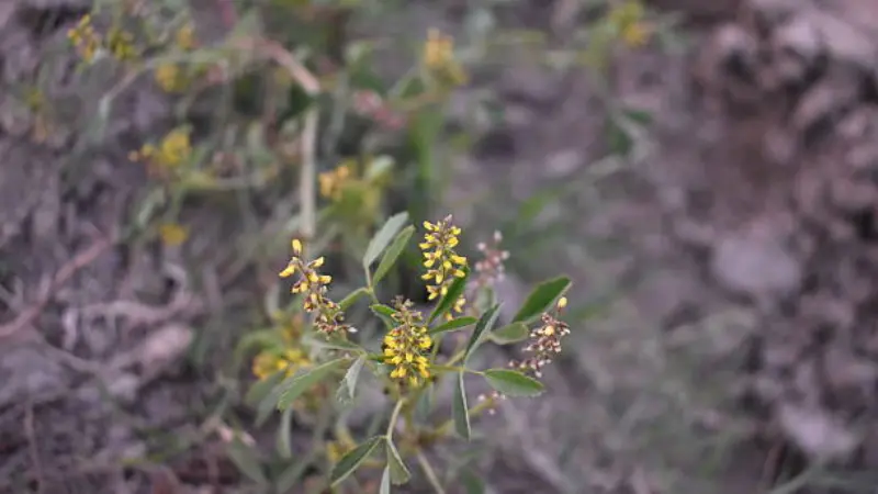 Yellow Melilot flowers with small pea-like blooms.