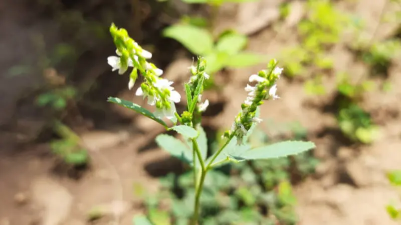 White Melilot flower blooming on tall green stems.